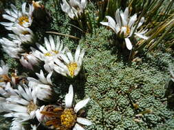 Image of Xenophyllum marcidum (S. F. Blake) V. A. Funk