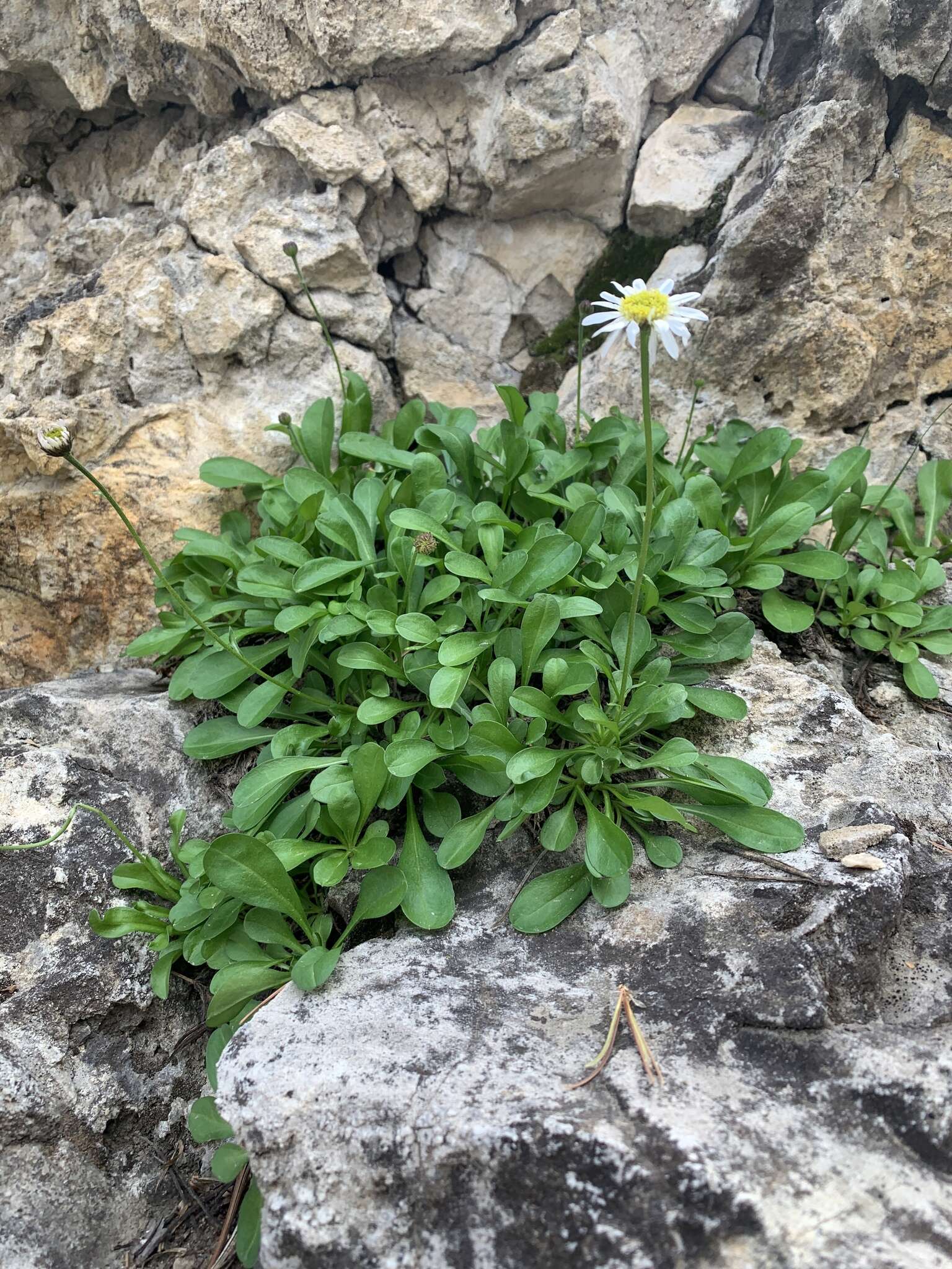 Image de Erigeron garrettii A. Nels.