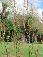 Image of Common Sorrel