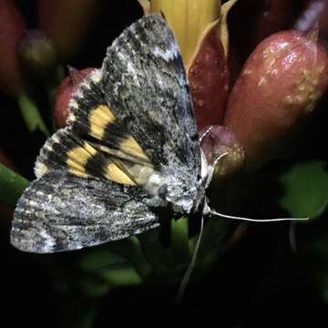 Image of Little Underwing