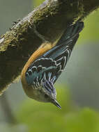 Image of Beautiful Nuthatch