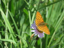 Plancia ëd Boloria chariclea helena