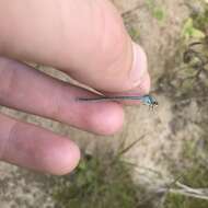 Image of Arctic Bluet