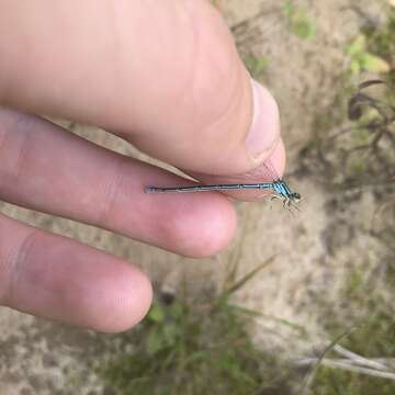 Plancia ëd Coenagrion johanssoni (Wallengren 1894)