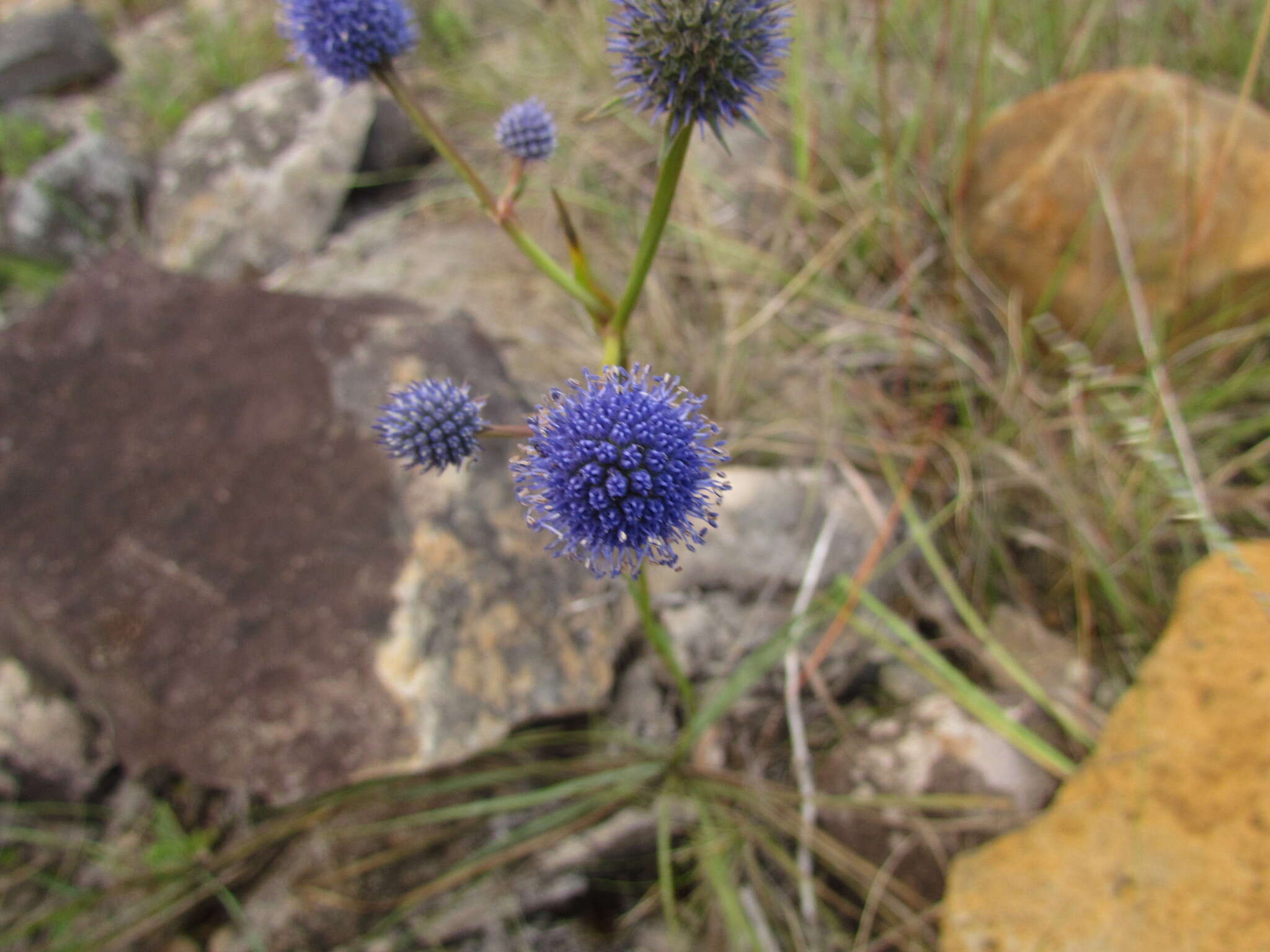 Image of Eryngium eriophorum Cham. & Schltdl.