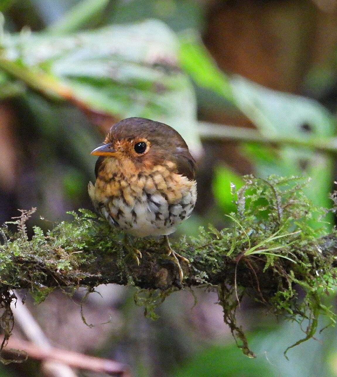 Image of Ochre-breasted Antpitta