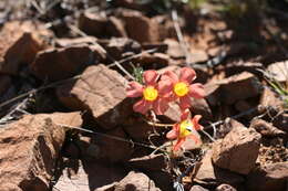 Sivun Oxalis inaequalis Weintroub kuva