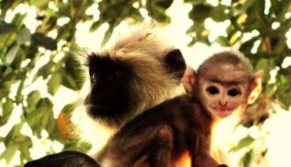 Image of Northern plains gray langur