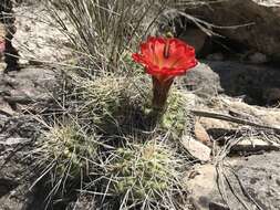 Image of <i>Echinocereus bakeri</i>