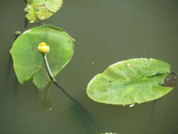 Image of Yellow Water-lily