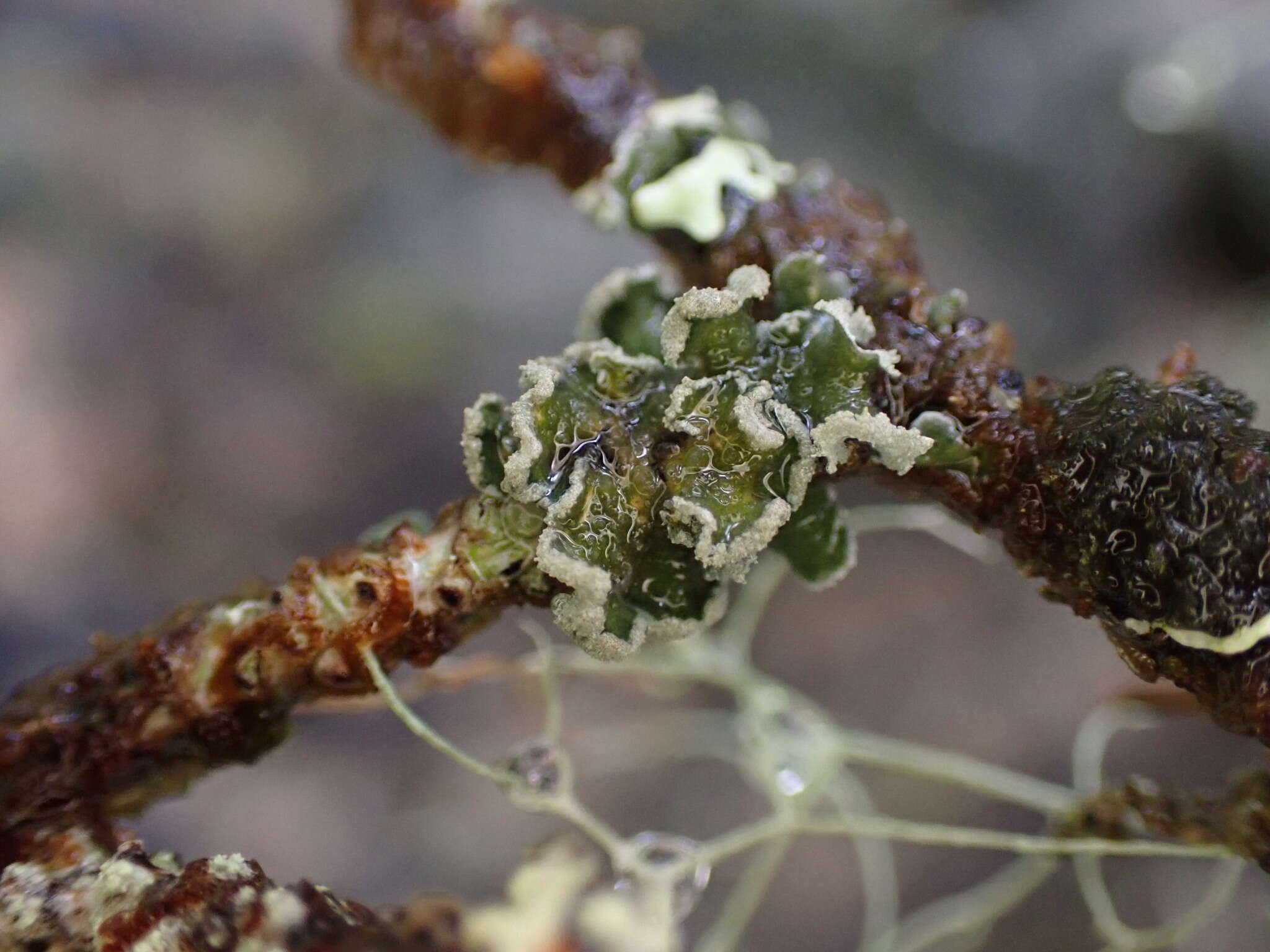 Image of Erioderma sorediatum D. J. Galloway & P. M. Jørg.