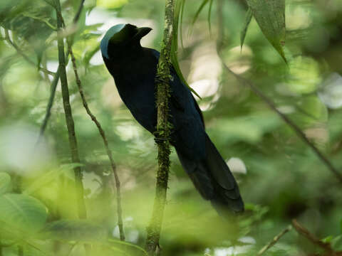 Image of Azure-hooded Jay