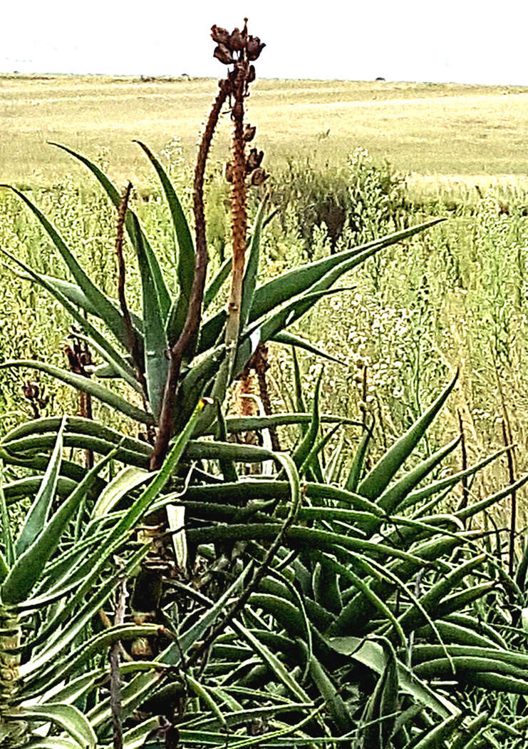 Plancia ëd Aloiampelos striatula var. striatula