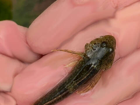 Image of Coastrange sculpin