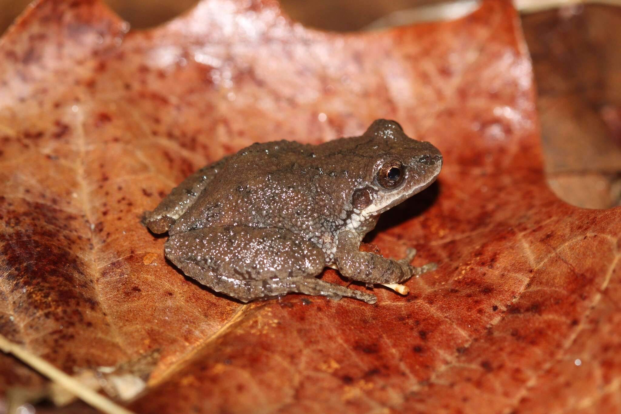 Image of Mountain Chorus Frog