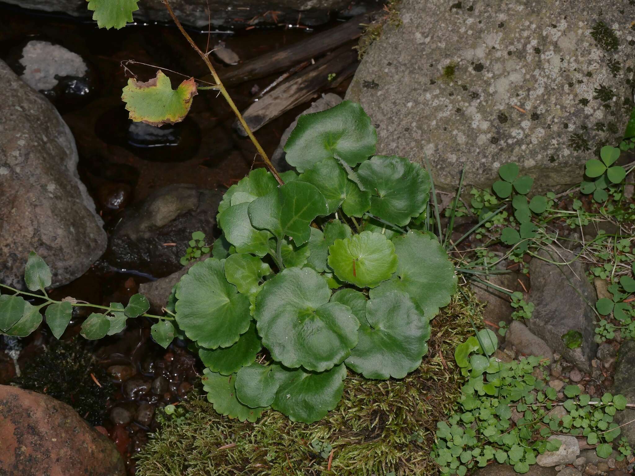 Image of Saxifraga rotundifolia subsp. rotundifolia