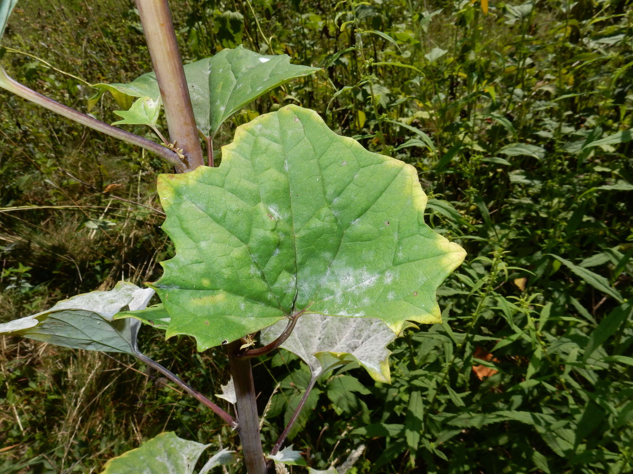 Image of pale Indian plantain