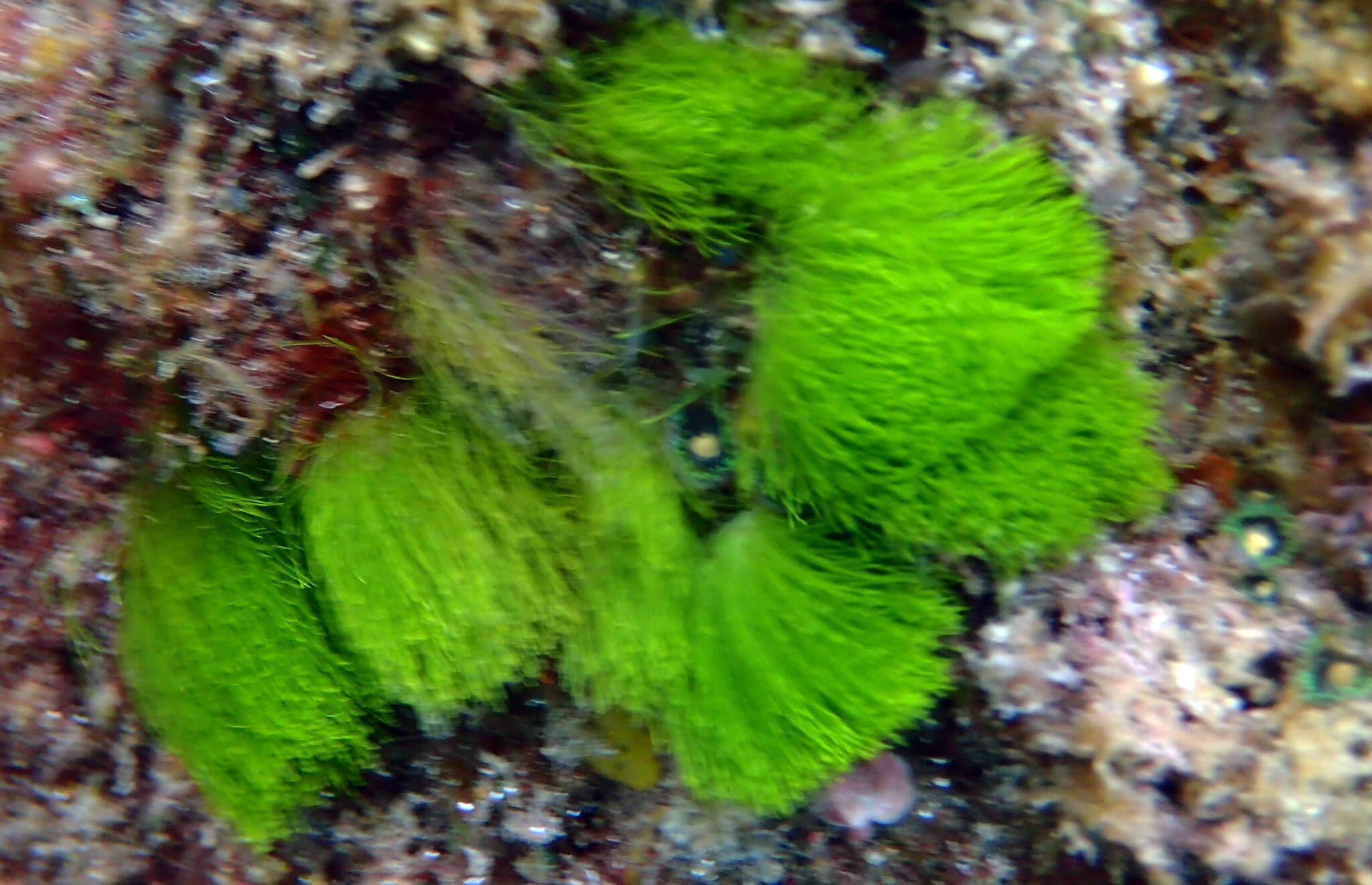Image of Green Hair Algae