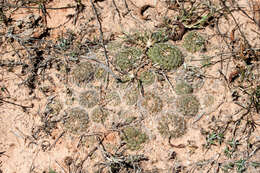 Image of Echinopsis arachnacantha (Buining & F. Ritter) H. Friedrich