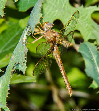 Image of Orange Shadowdragon