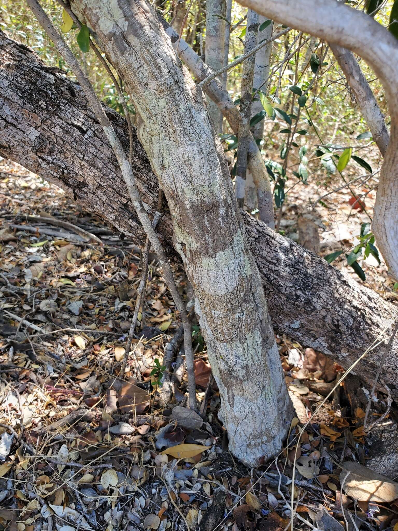 Image of Adenia olaboensis Clav.