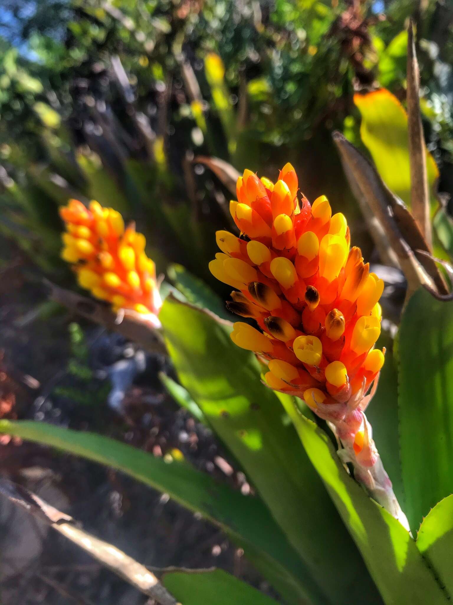 Image of Aechmea comata (Gaudich.) Baker