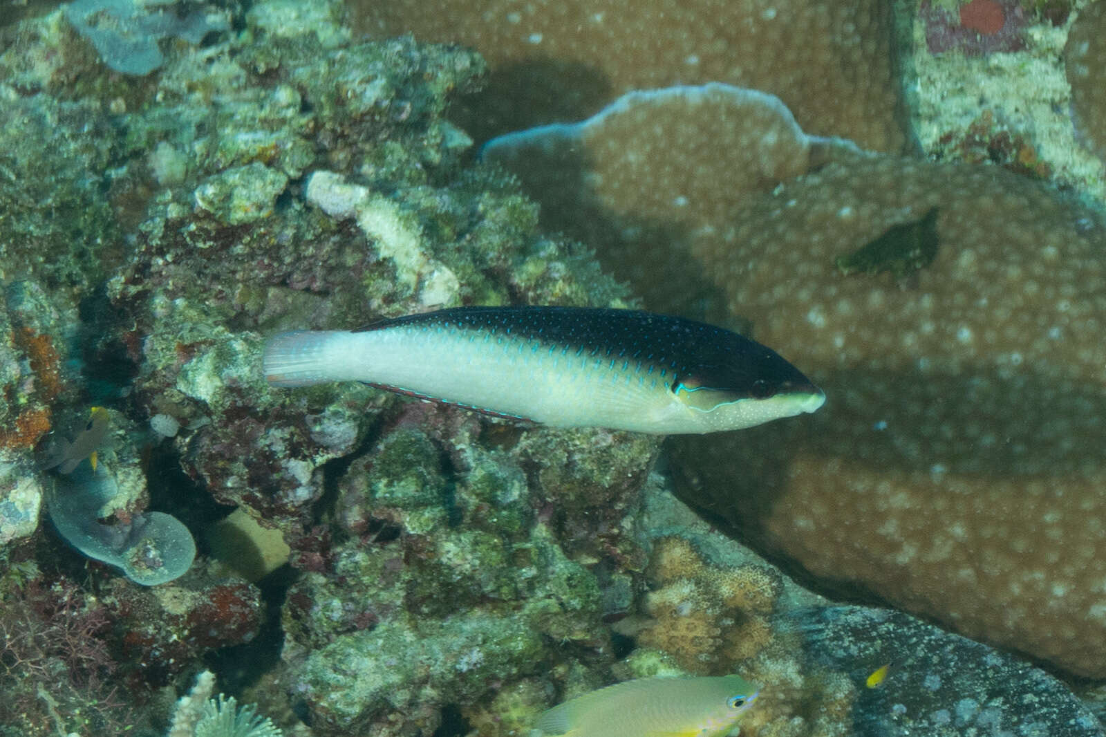 Image of New guinea wrasse