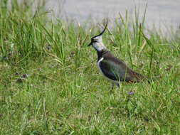 Image of Lapwing