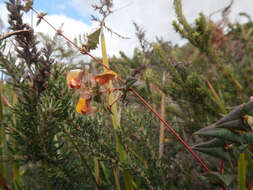 Plancia ëd Platylobium triangulare R. Br.