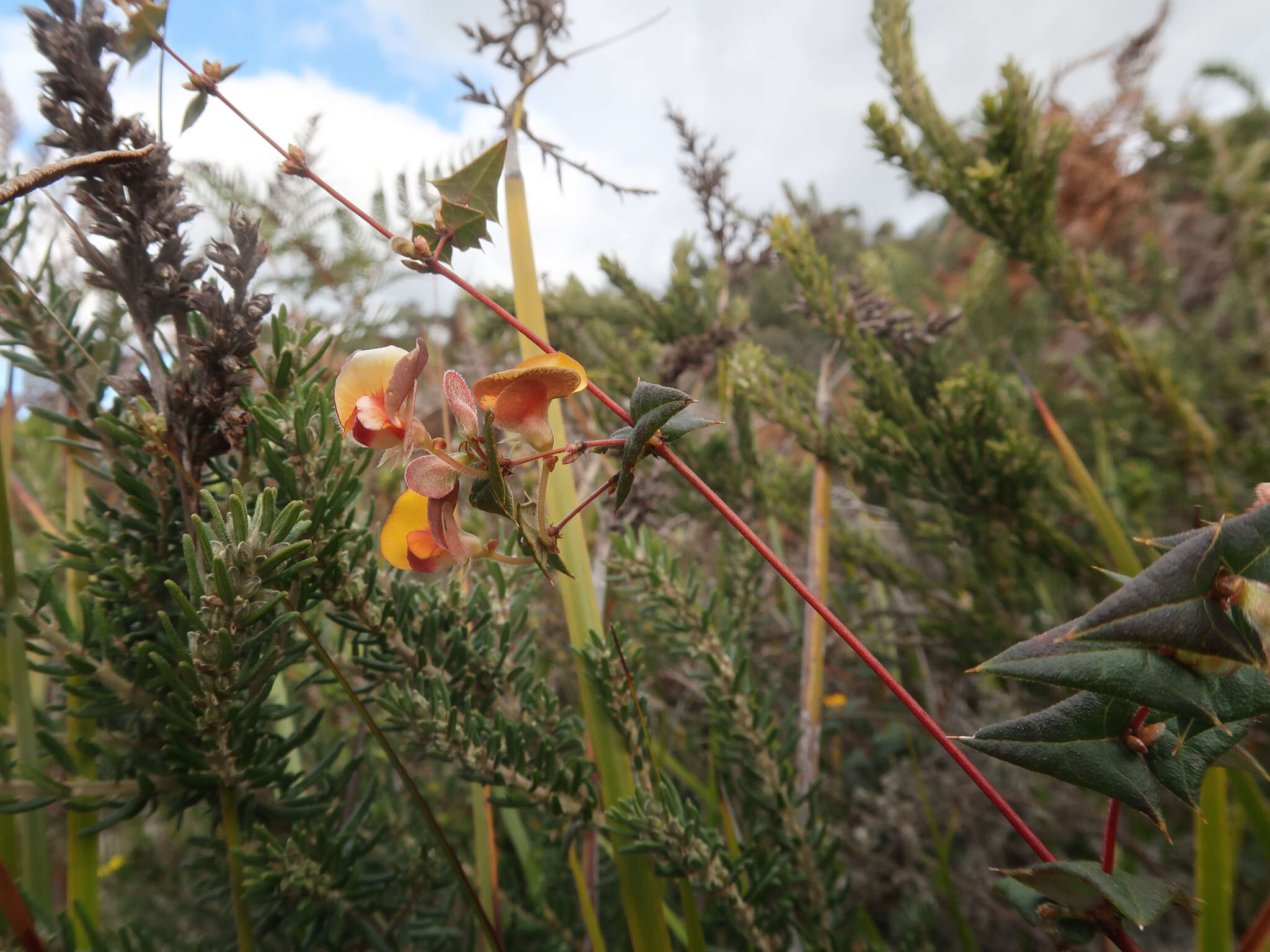 Plancia ëd Platylobium triangulare R. Br.