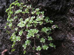 Image of Aeonium saundersii C. Bolle