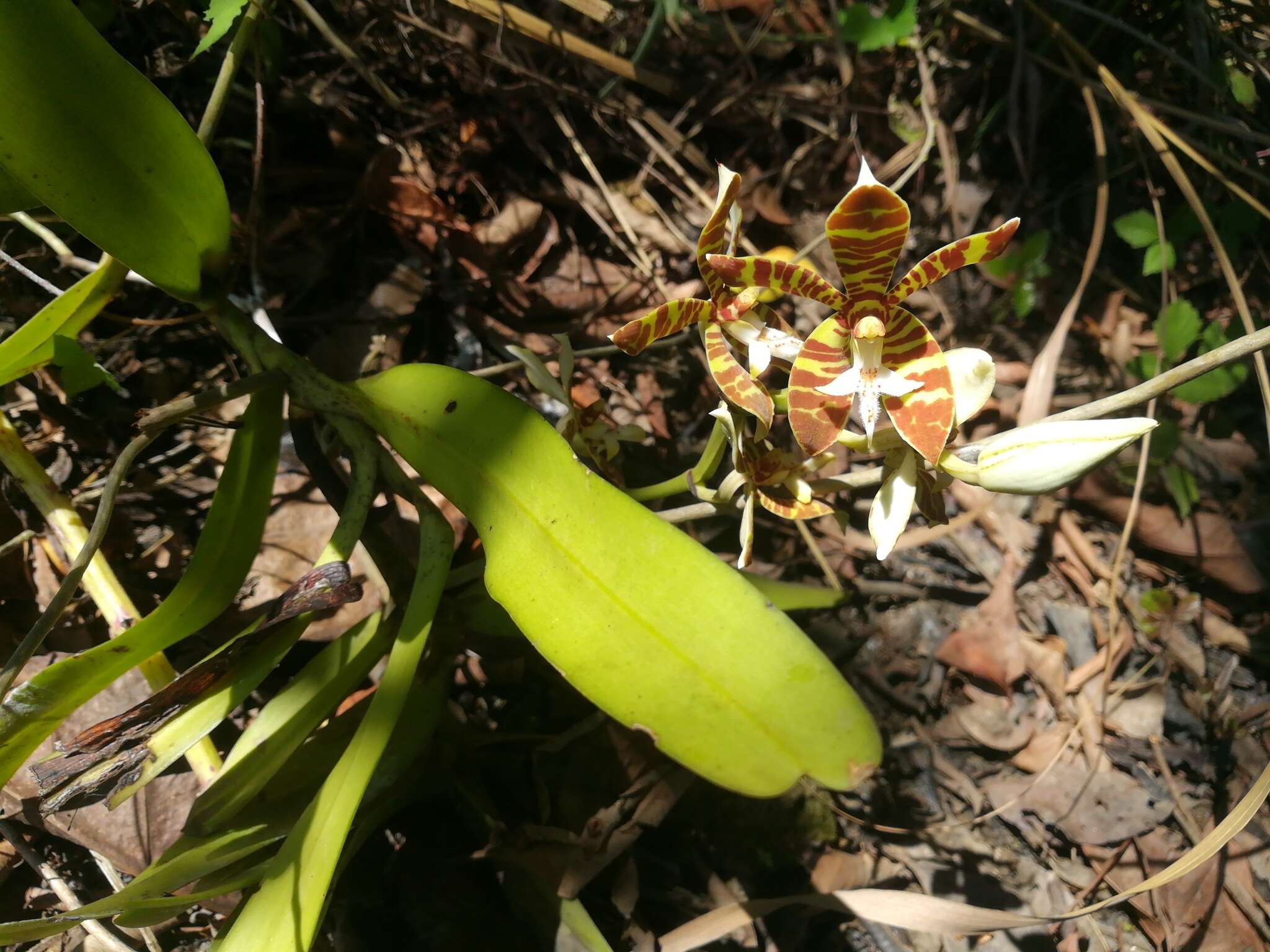 Trichoglottis fasciata Rchb. fil. resmi