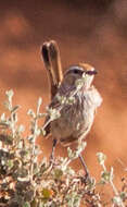 Image of Rufous Calamanthus