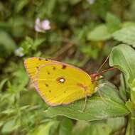 Image of Colias fieldii Ménétriès 1855