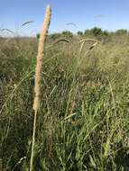 Image of timothy canarygrass