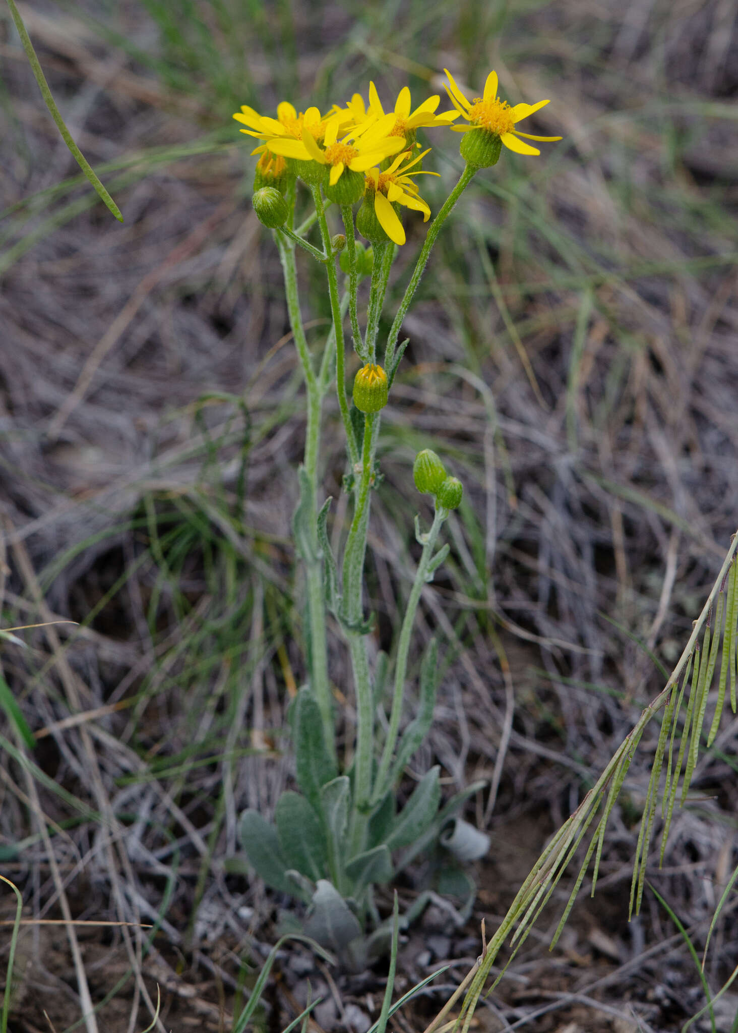 Image of woolly groundsel