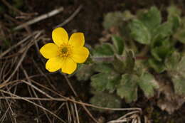 Plancia ëd Anemonastrum obtusilobum (D. Don) Mosyakin