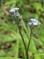 Слика од Myosotis arvensis (L.) Hill