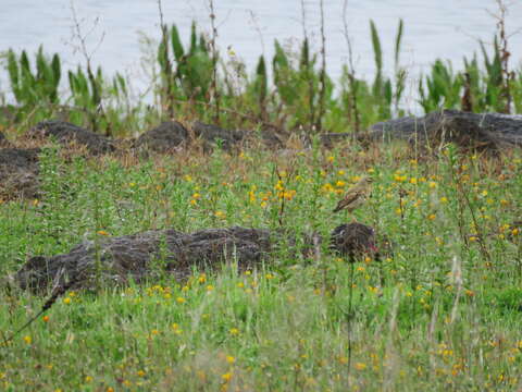 Image of Tawny Pipit