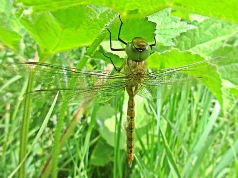 Image of green-eyed hawker