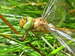 Image of green-eyed hawker