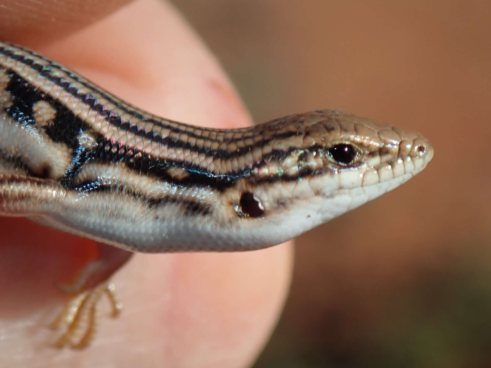 Image of Eastern Barred Wedge-snout Ctenotus