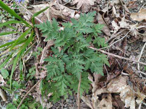 Image of Tanacetum partheniifolium (Willd.) Sch. Bip.