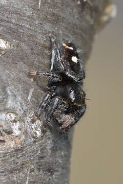 Phidippus audax (Hentz 1845) resmi