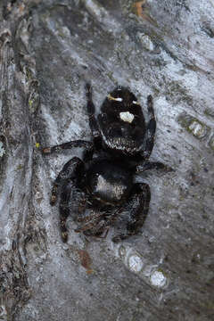 Phidippus audax (Hentz 1845) resmi