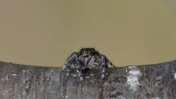 Phidippus audax (Hentz 1845) resmi