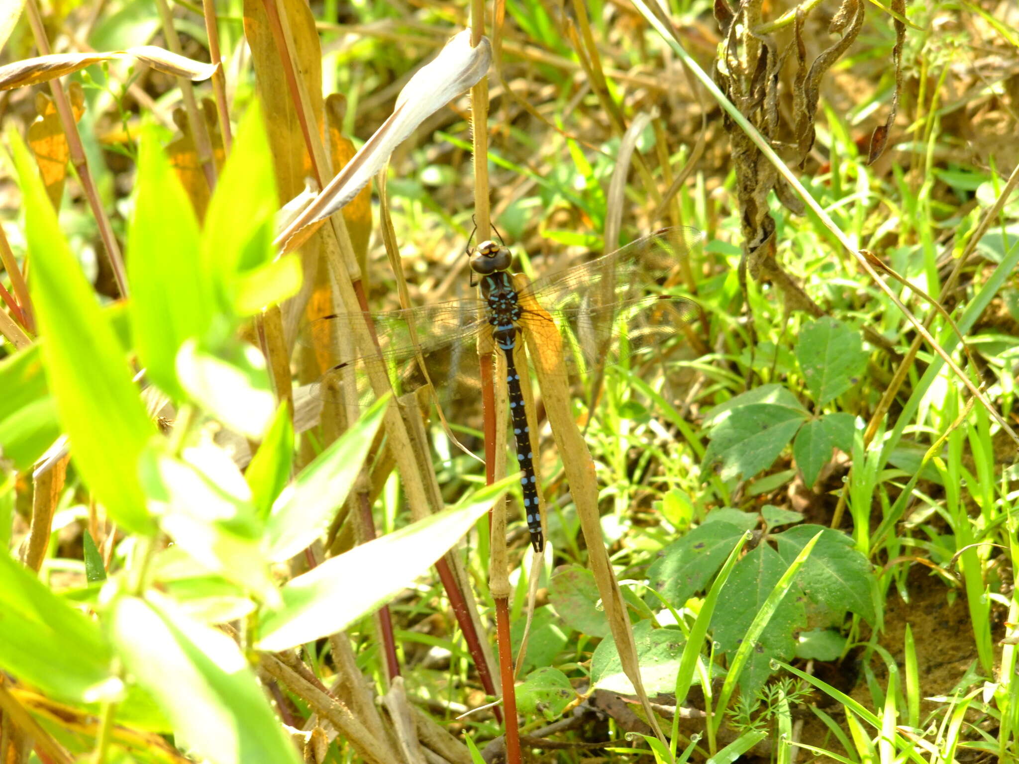 Image of Lance-Tailed Darner