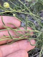 Image of Brewer's fleabane