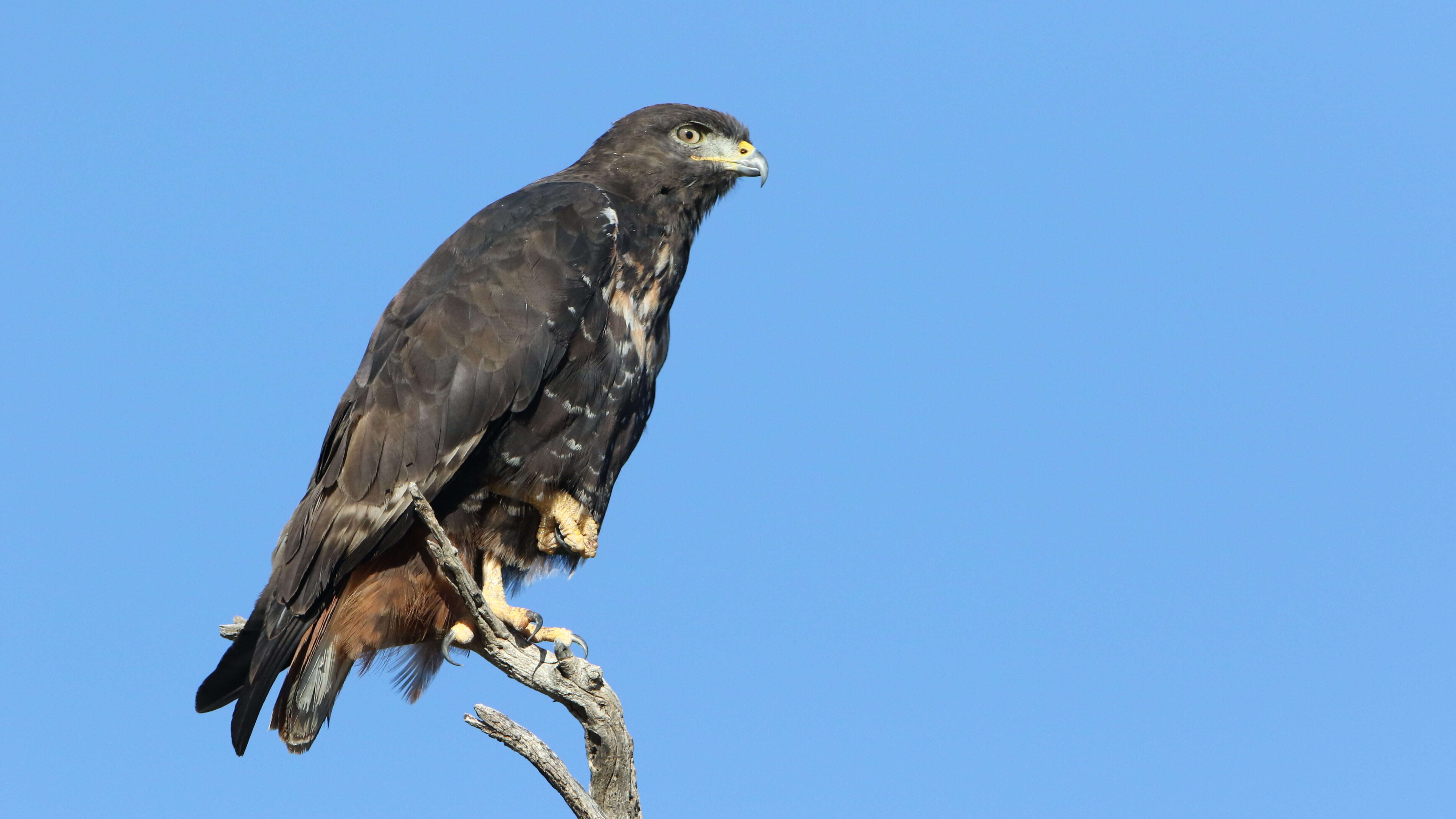 Image of Jackal Buzzard