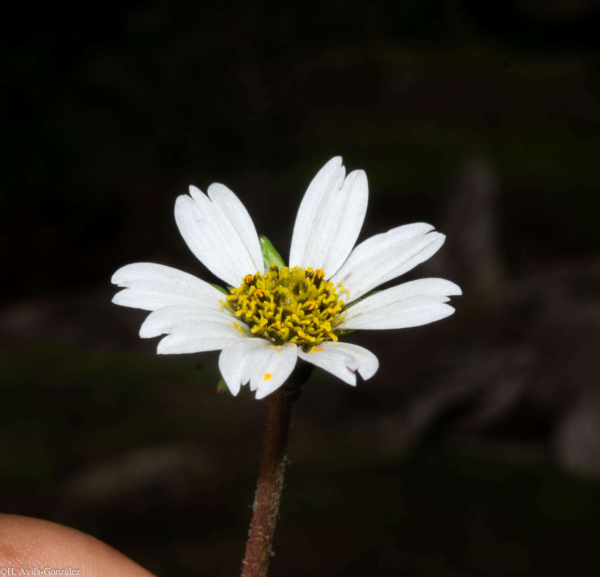 Image de Chromolepis heterophylla Benth.